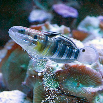 Amblygobius phalaena : 5 à 7 cm